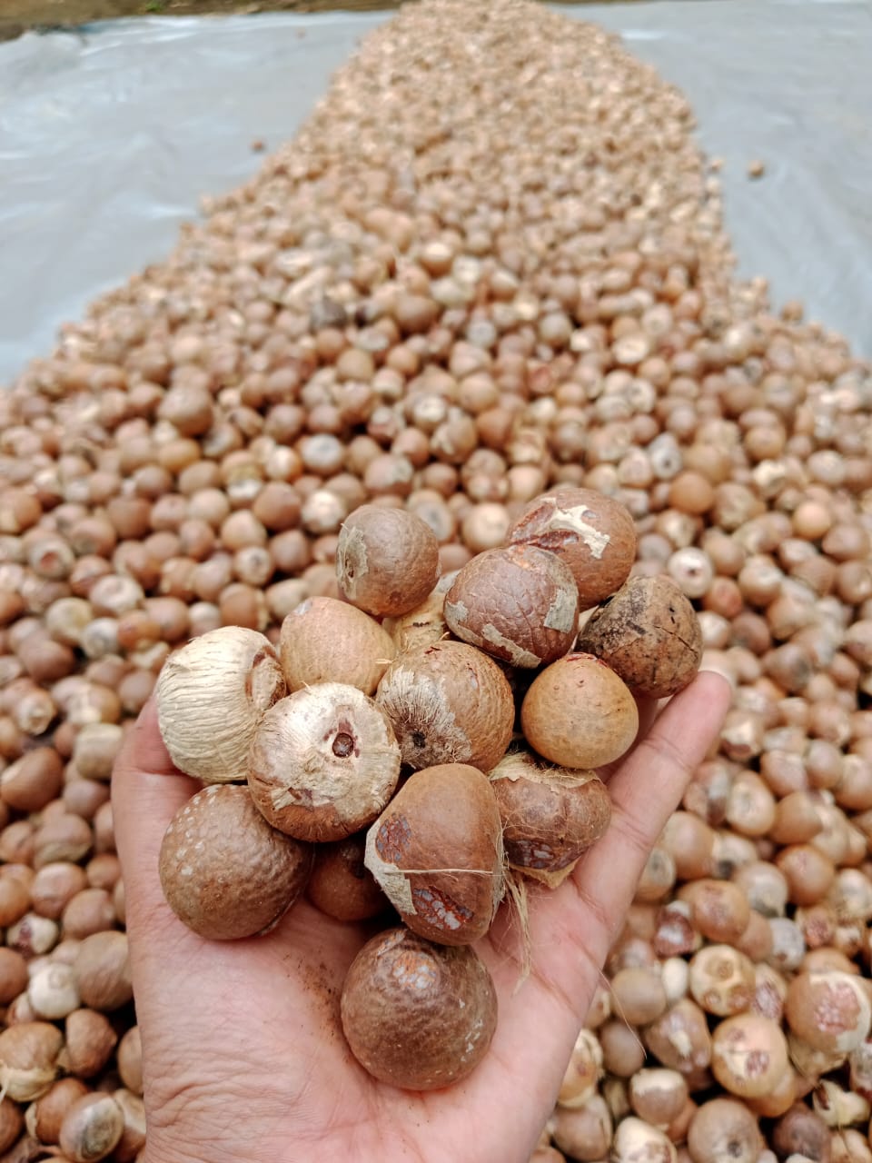 Betel nut from Indonesia